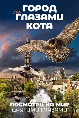 Город глазами кота 